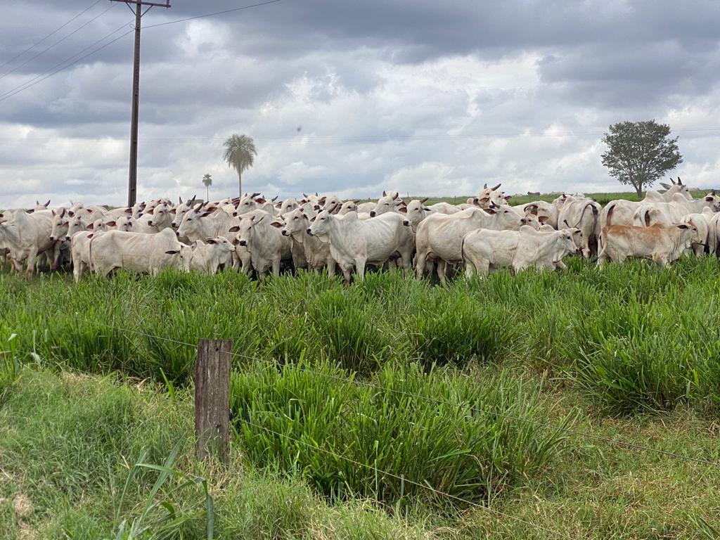 Os benefícios de participar de leilões de gado online LeiloGrande para produtores rurais