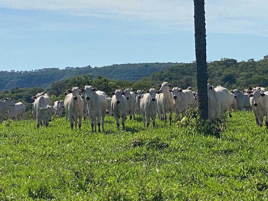 Os benefícios de participar de leilões de gado online LeiloGrande para produtores rurais