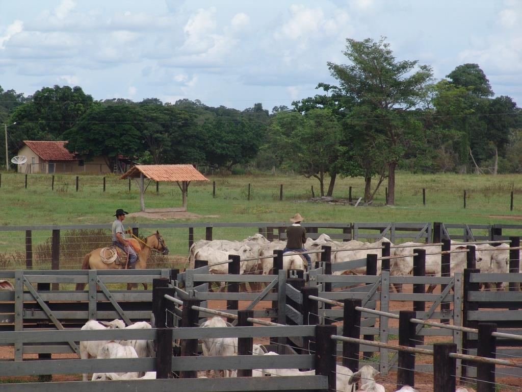 Descubra o Fascinante Mundo dos Leilões de Gado no Brasil: Como Funcionam e Suas Vantagens