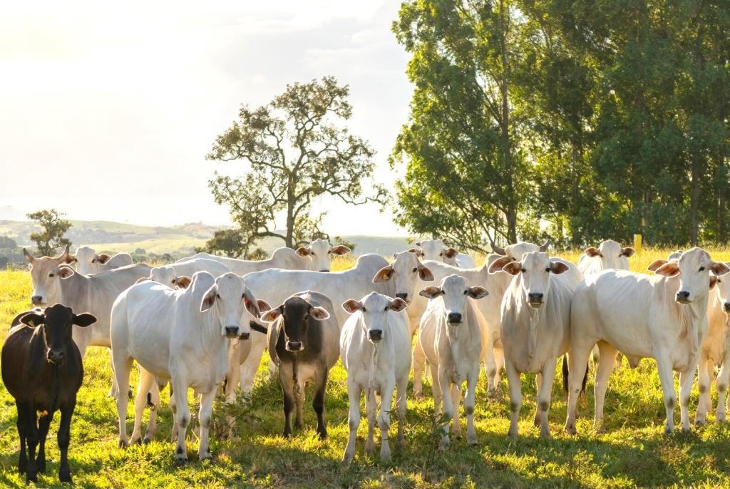 O Brasil e seu imponente rebanho bovino: um olhar para tamanho e produtividade